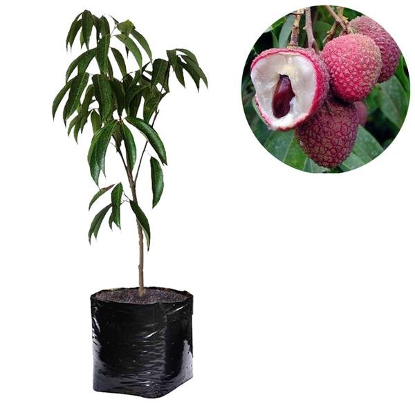 Tanaman Leci Dataran Rendah