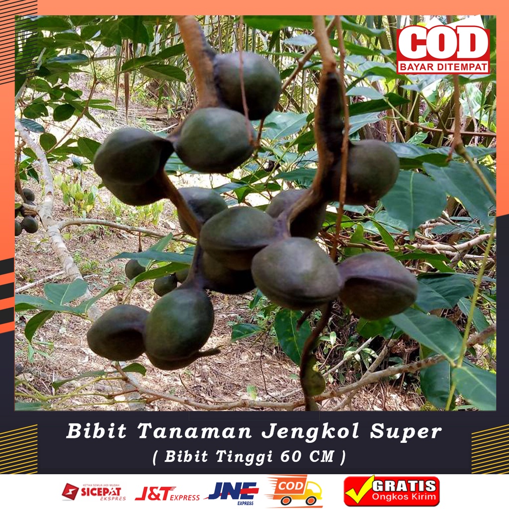 Bibit JENGKOL Tanaman Pohon Jengkol BERGARANSI