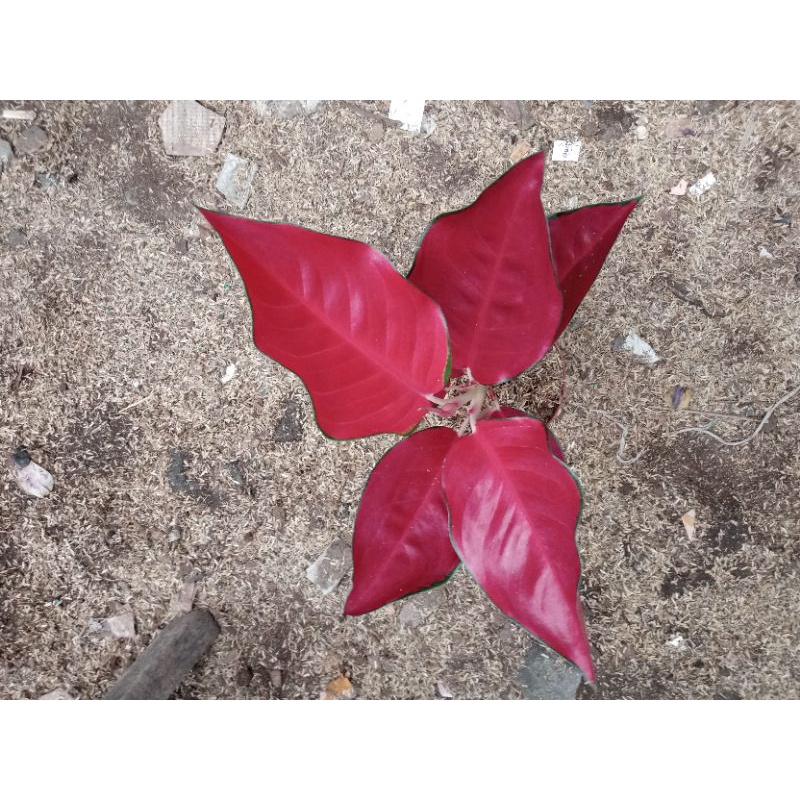 suksom jaipong jumbo