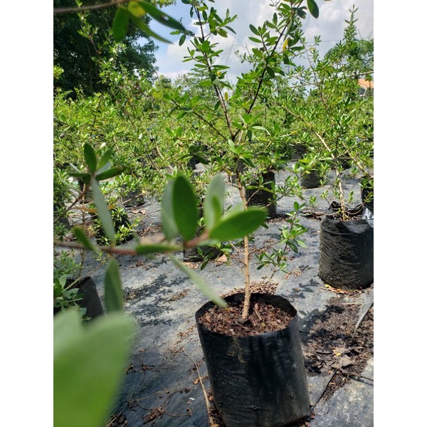 santigi karang dari semai biji umur 1,5 thn