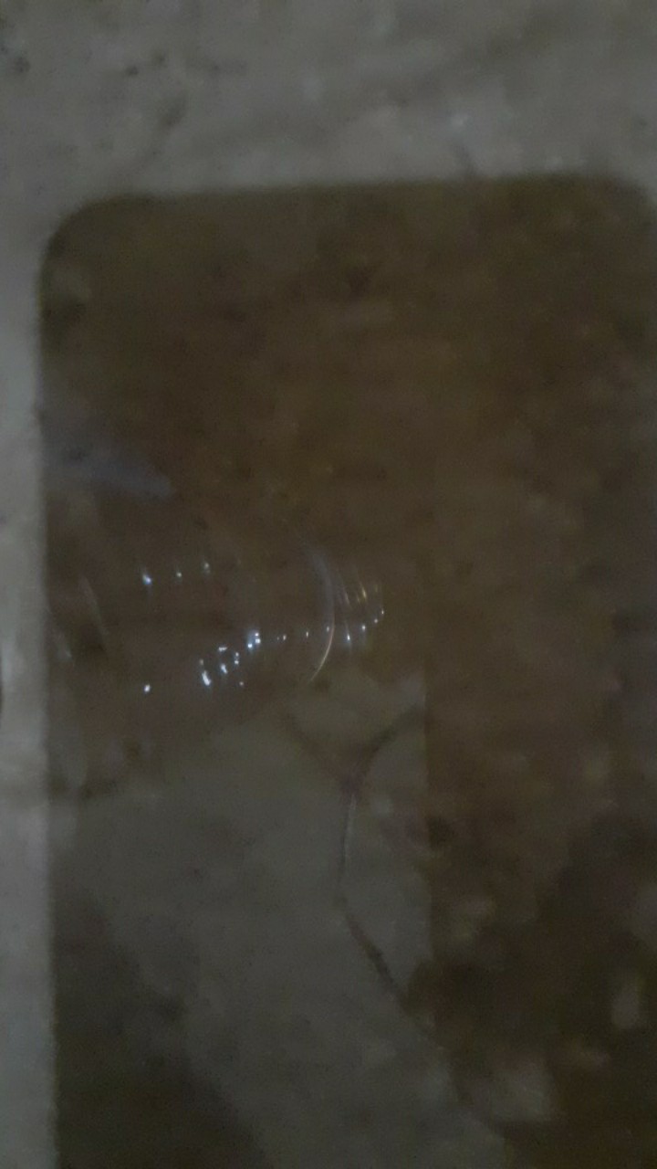 [ Terbaru ] Atasan Batik Wanita Kerja Kantor Ori Shabirah Batiksolo Blouse Blusebatik Batikmodern Xl