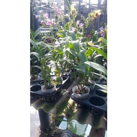 Anggrek dendro  kriting tinggi jumbo koleksi (live)