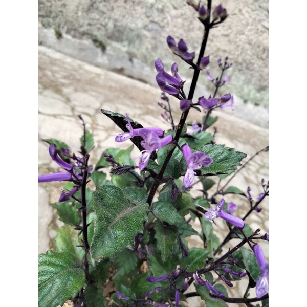 tanaman kumis kucing/monica bunga ungu