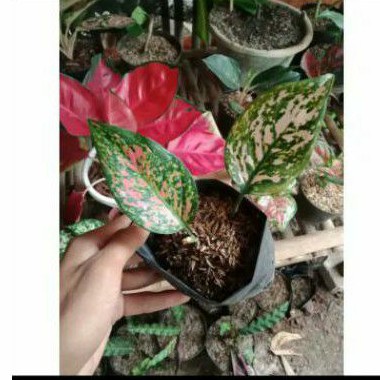 

NEW PROMO!!! bibit aglonema valentine - bibit aglonema valentine murah