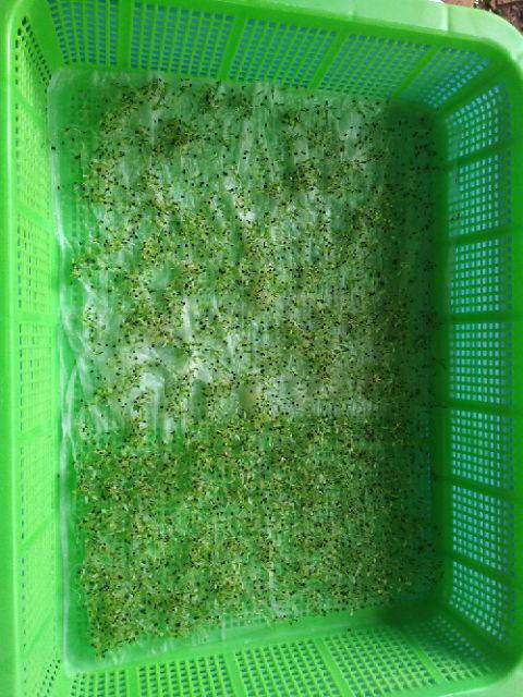 Biji Benih Sayur Bayam Merah