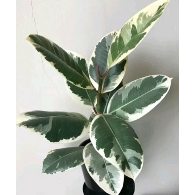 FICUS ELASTICA VARIEGATA