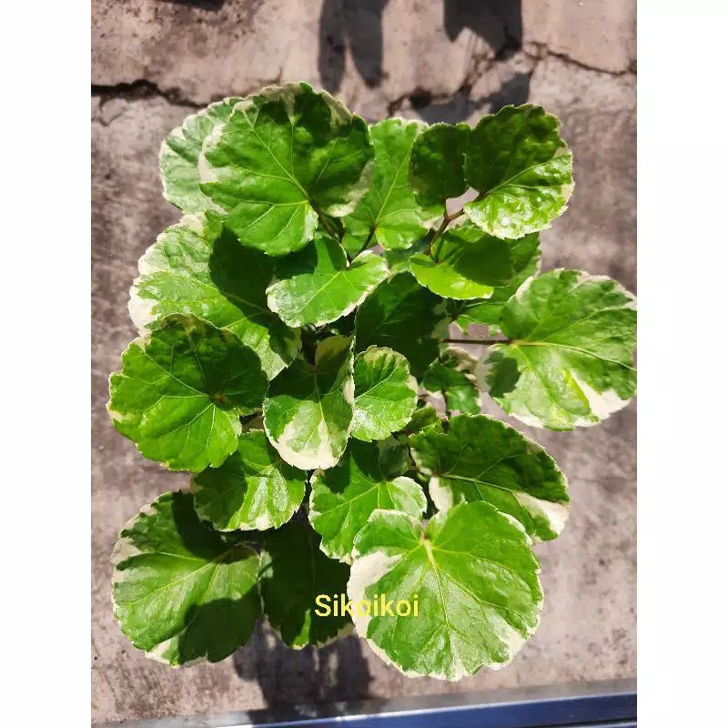 Tanaman Hias Mangkok Varigata