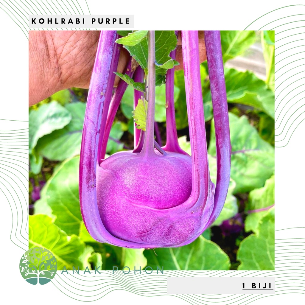 Benih Bibit Biji - Kohlrabi Purple Ungu Seeds - IMPORT