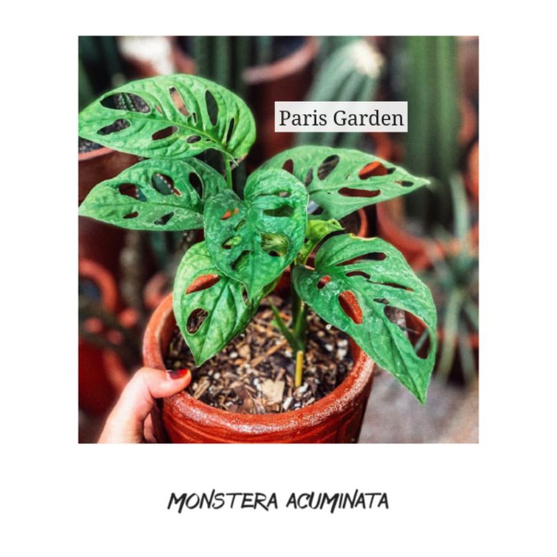MONSTERA ACUMINATA - TANAMAN HIAS MONSTERA ACUMINATA