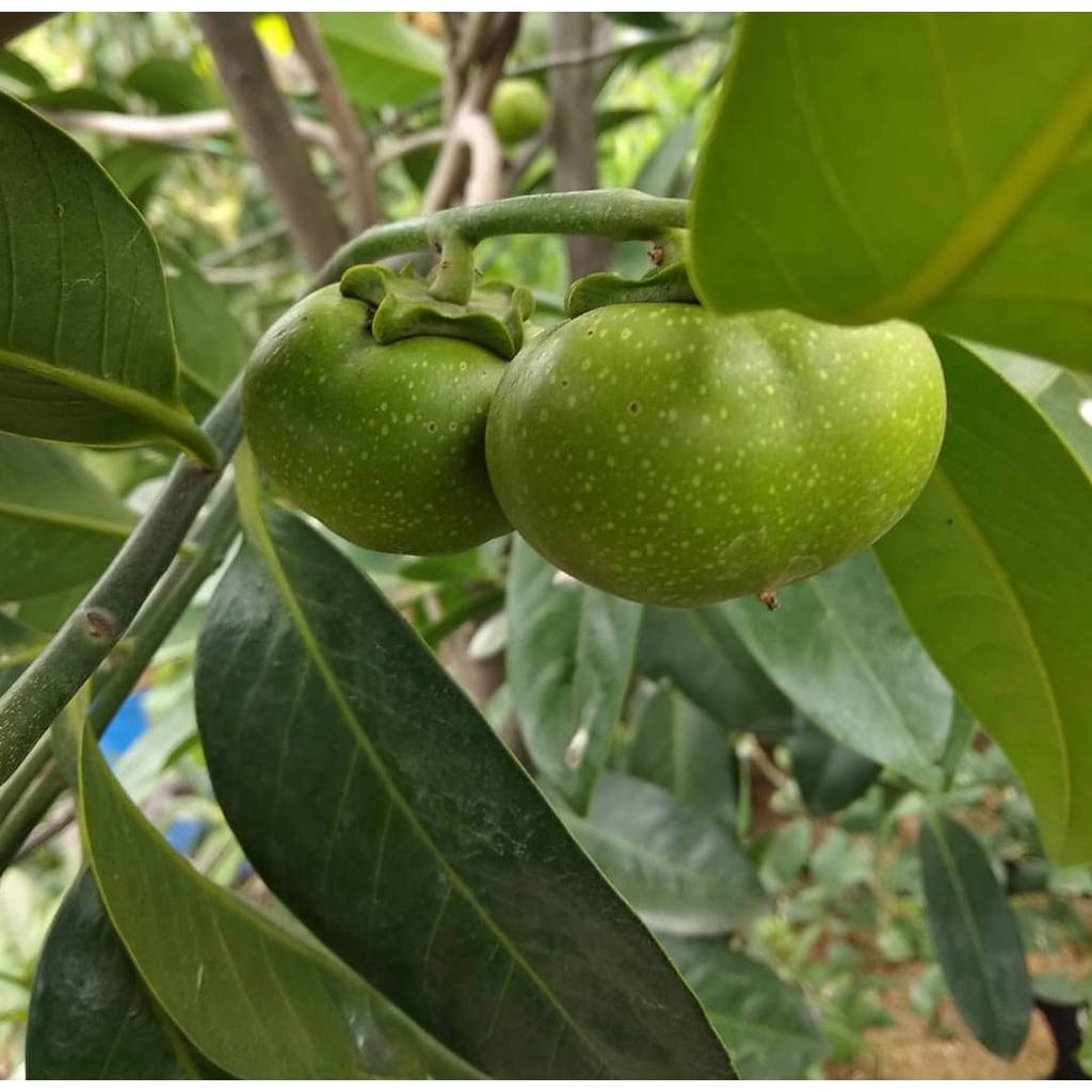Bibit Black Sapote/Sawo Hitam Okulasi/Tanaman Sawo Hitam