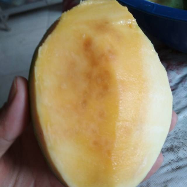 Bibit Mangga Madu Buy1 get 1 free