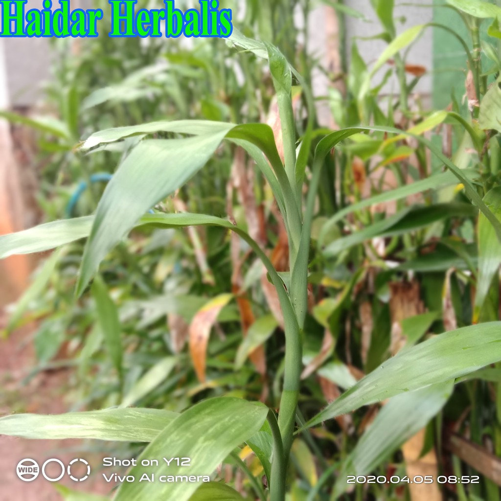 Bibit Tanaman Pohon Kole (Bambu Hoki) Asli Ciamis Benih Pohon Kole Tanaman Hias