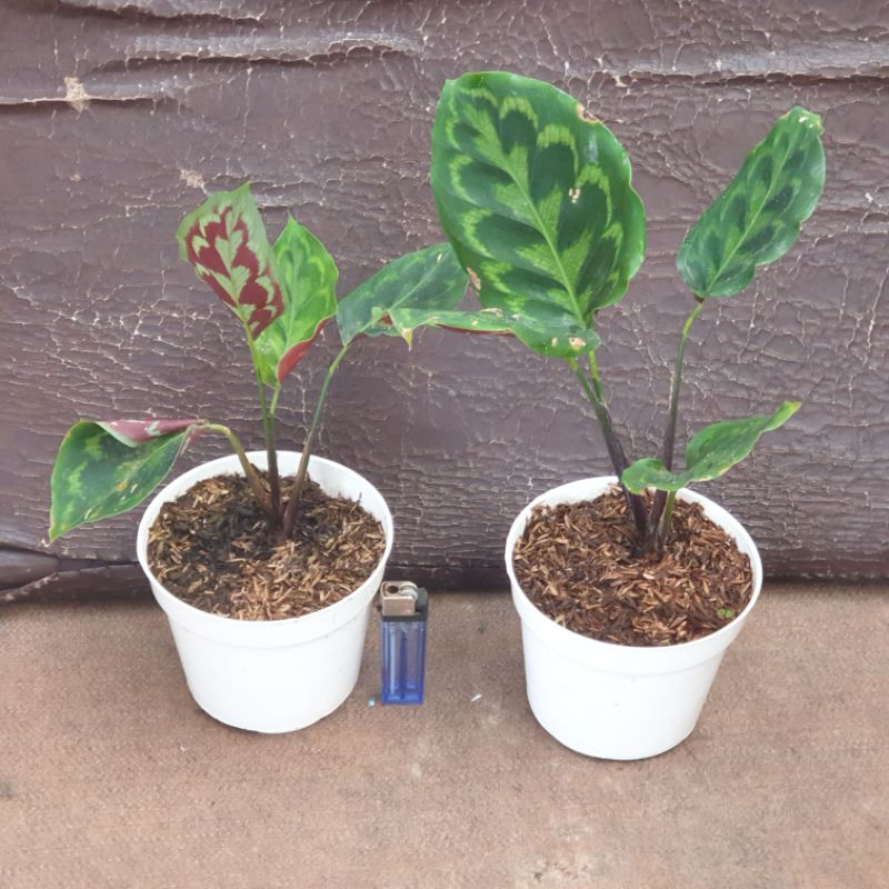 Calathea merak peacock