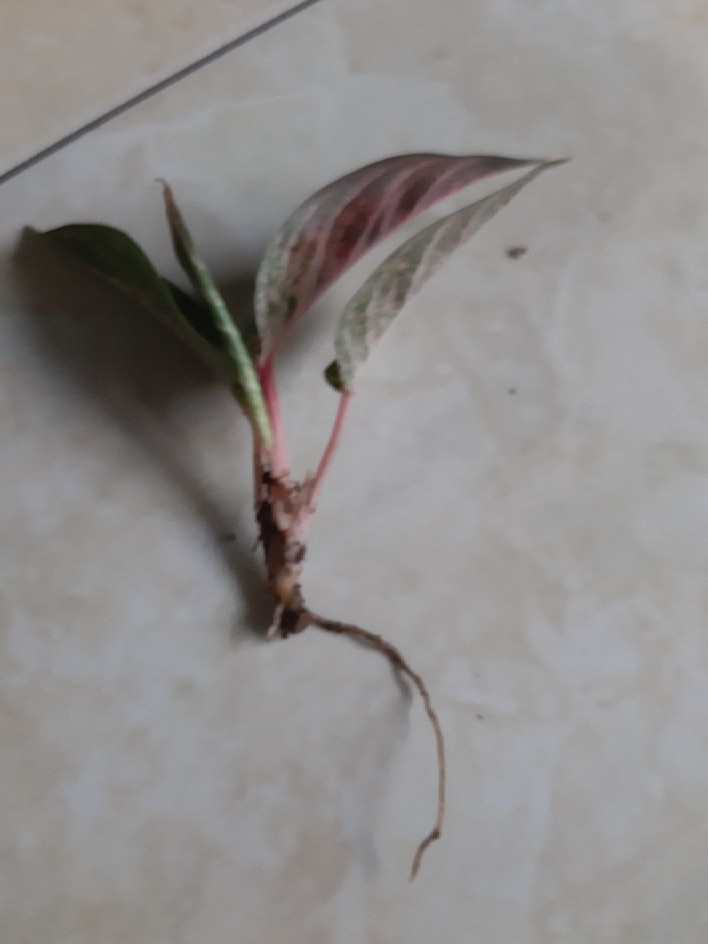 Aglonema Hot Lady