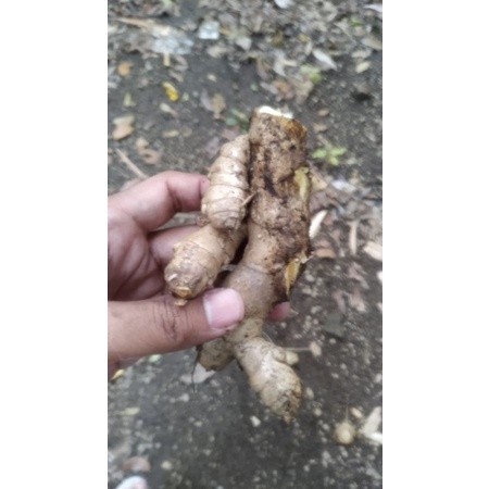 kunir putih segar, kunyit putih segar, temu putih segar alami