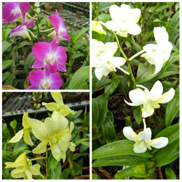 Paket 3 anggrek dendrobium dewasa/ anggrek dendrobium