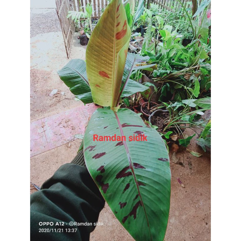 tanaman hias pisang (VARIGATA MERAH)