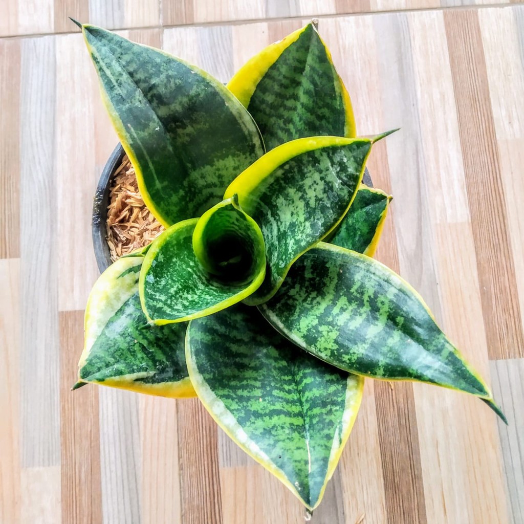 Tanaman Hias Sansivera Mini Pagoda Murah - Sansivera Pagoda - Lidah Mertua Pagoda - Sansivera