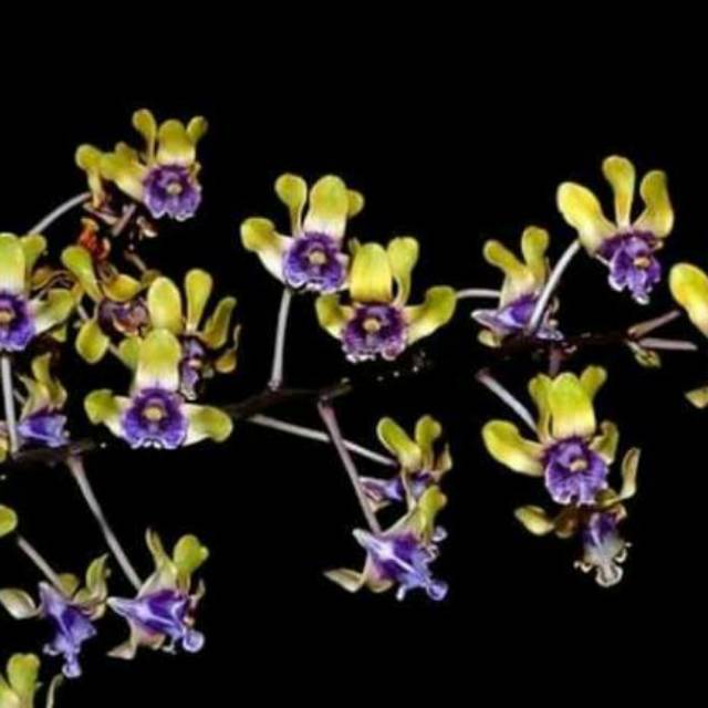 Anggrek Dendrobium vioceoflavenas atau anggrek besi remaja