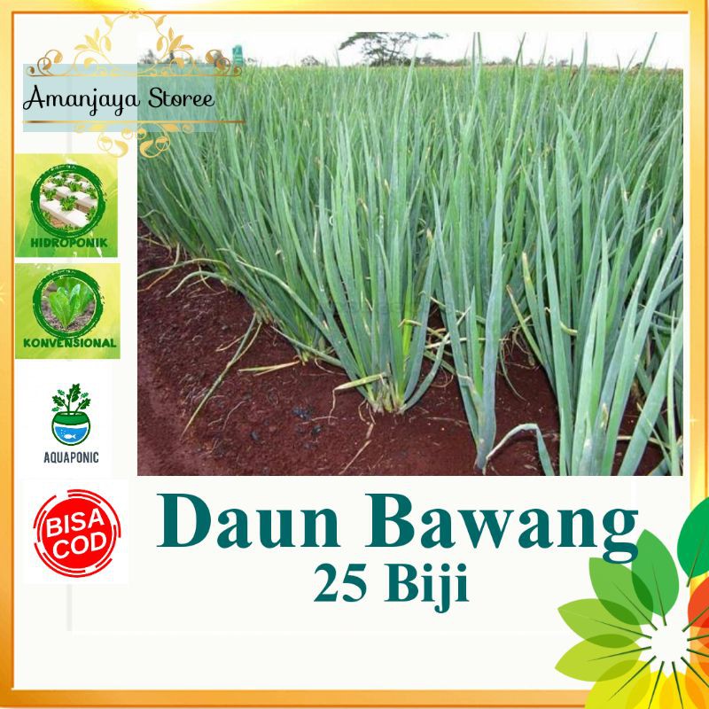 Benih DAUN BAWANG Fragrant 25 Biji