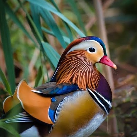 TELUR BEBEK HIAS MANDARIN FERTIL ASLI UNTUK TERNAK