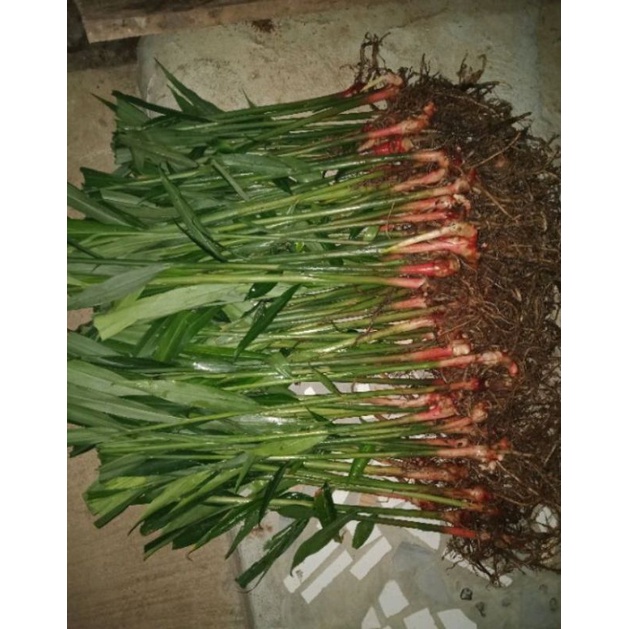 tanaman bibit jahe merah unggul/organik