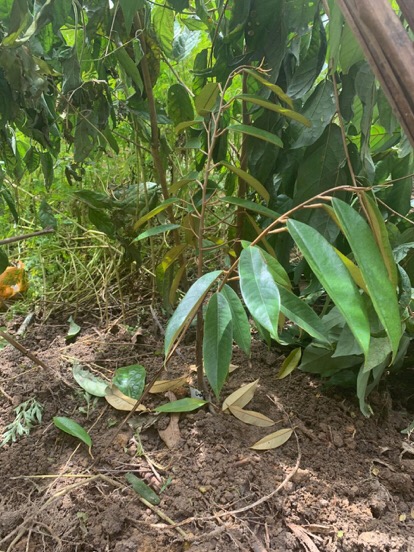 Bibit Durian Montong Okulasi Aneka Bibit Unggul