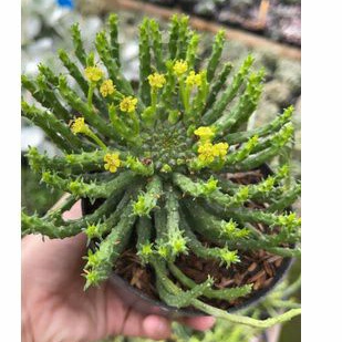 Sukulen Medusa Euphorbia Flanaganii Medusa's Head