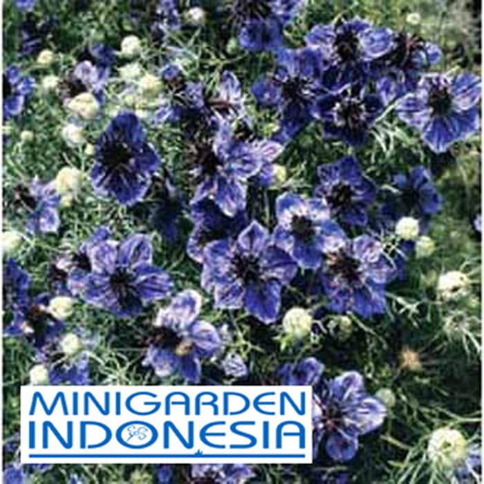 BENIH BUNGA NIGELLA MIDNIGHT ECER 10 BIJI bibit bunga tanaman hias import f1 fothergills