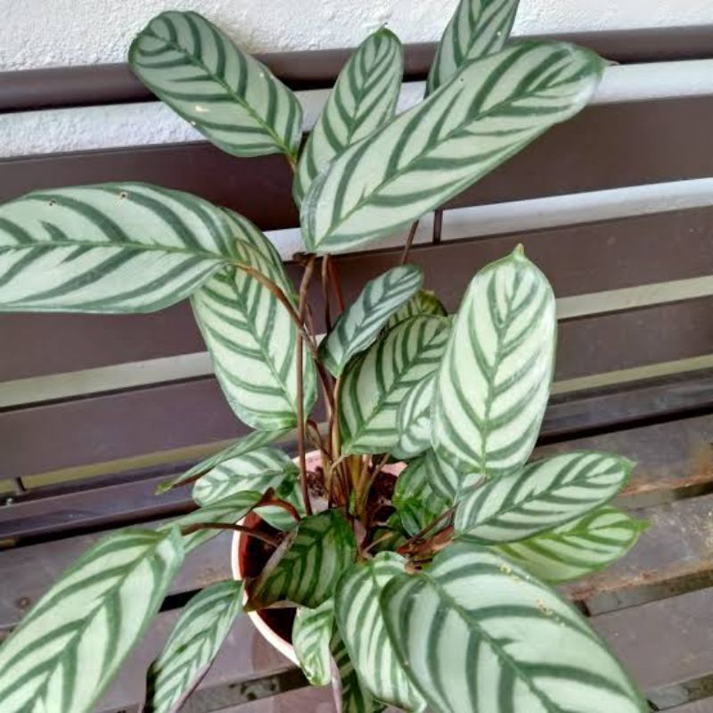 (INYONG PLANT) CALATHEA SENTOSA