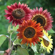 2 Seeds - Sunflower Autumn Beauty Haira Seed Biji Benih - SR0182