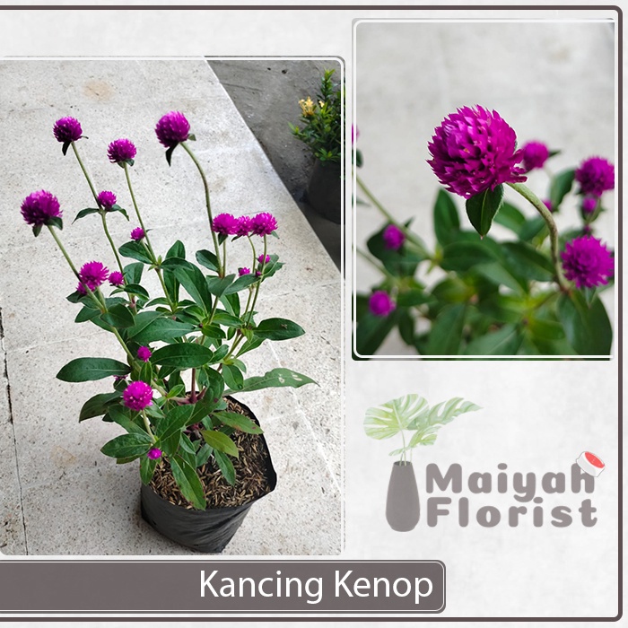 Bunga Kancing Kenop - Gomphrena globosa - Tanaman Hias - Sudah Berbunga - Globe Amaranth