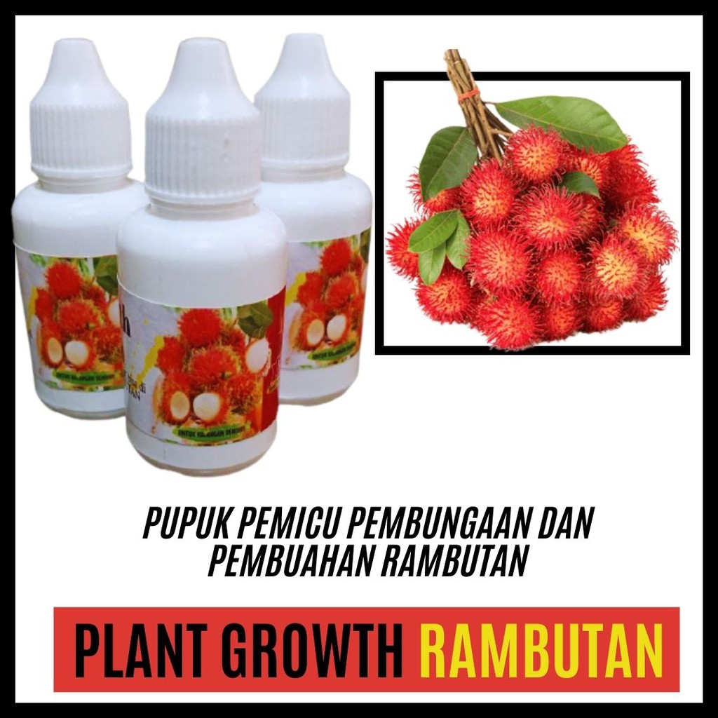 Pupuk Hormon Rambutan Agar Berbuah Lebat, Pupuk Pemicu Pembungaan dan Pembuahan Rambutan