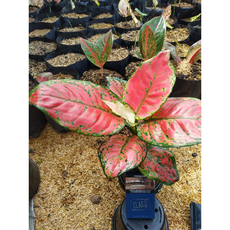 Aglonema Dut Anjamani Besar / Aglaonema Dut anjamani jumbo merah