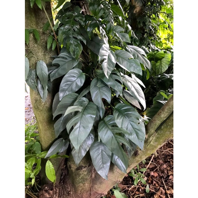 CEBU BLUE EPRIPEMNUM TANAMAN BUNGA PHILODENDRON READY TANAMAN BUNGA HIDUP