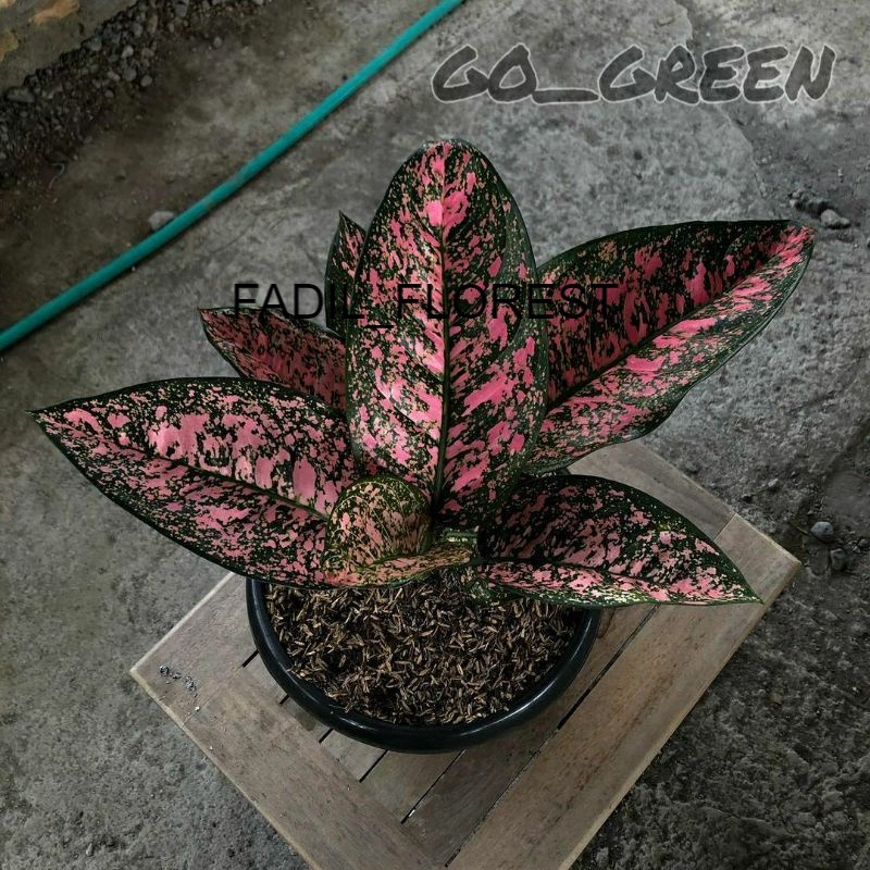 BABY AGLONEMA RUBY COMPACTA// Ruby Compacta SEED_AGLONEMA