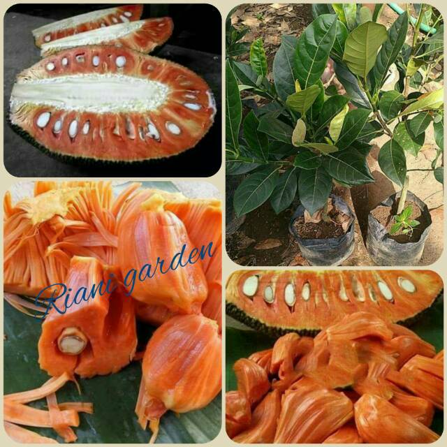 BIBIT NANGKA MERAH MADU