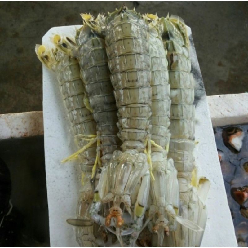 

Udang Ronggeng Fresh 1kg