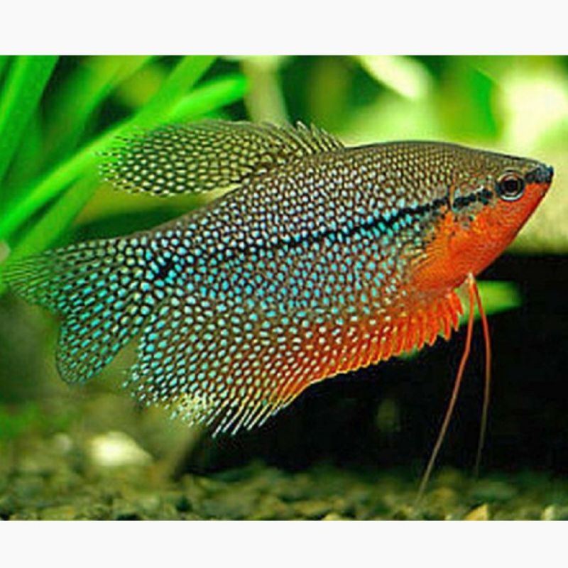 

ikan hias sepat mutiara aquascape hiasan aquarium air tawar