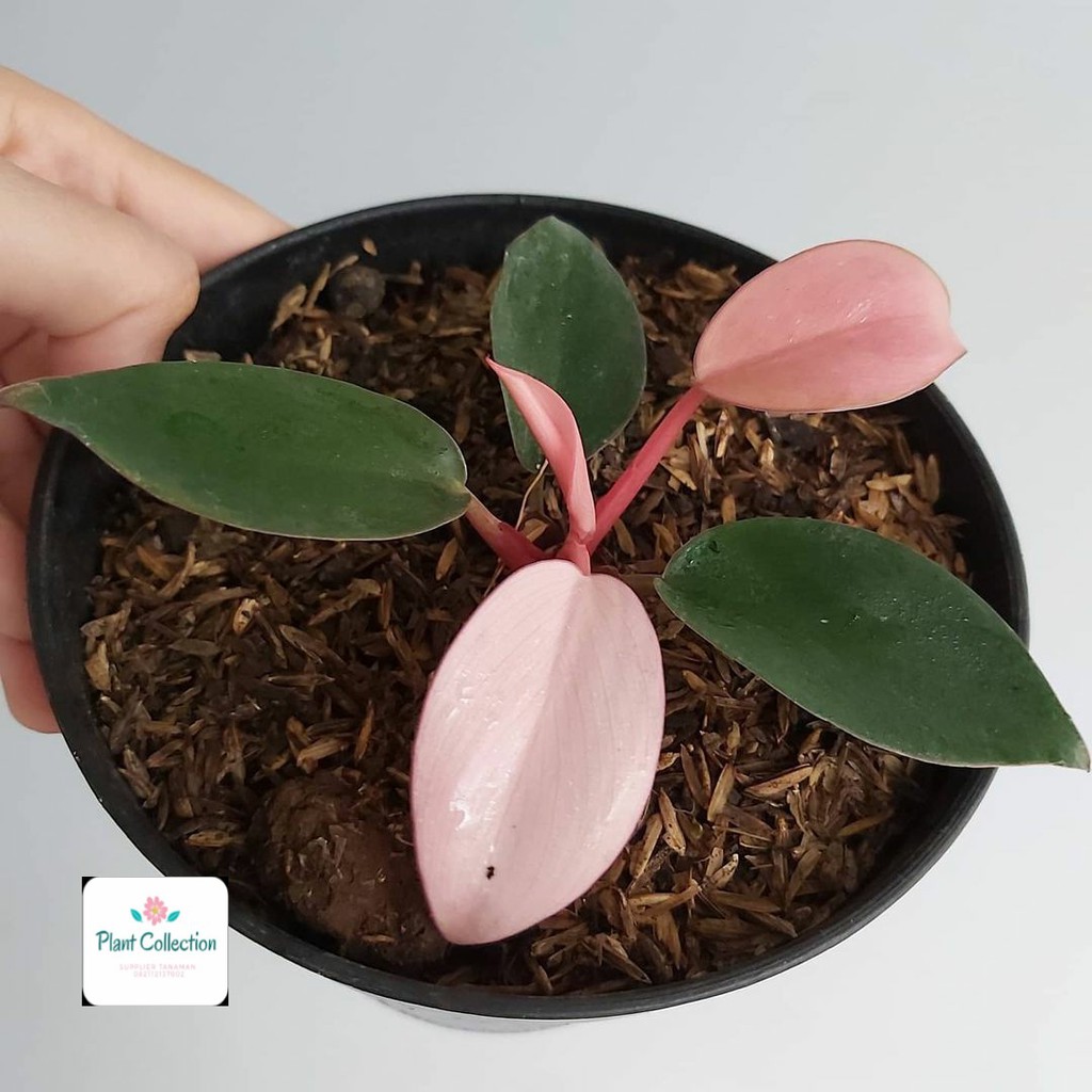 Barm Bibit - TANAMAN HIAS BABY PHILODENDRON PINK CONGO