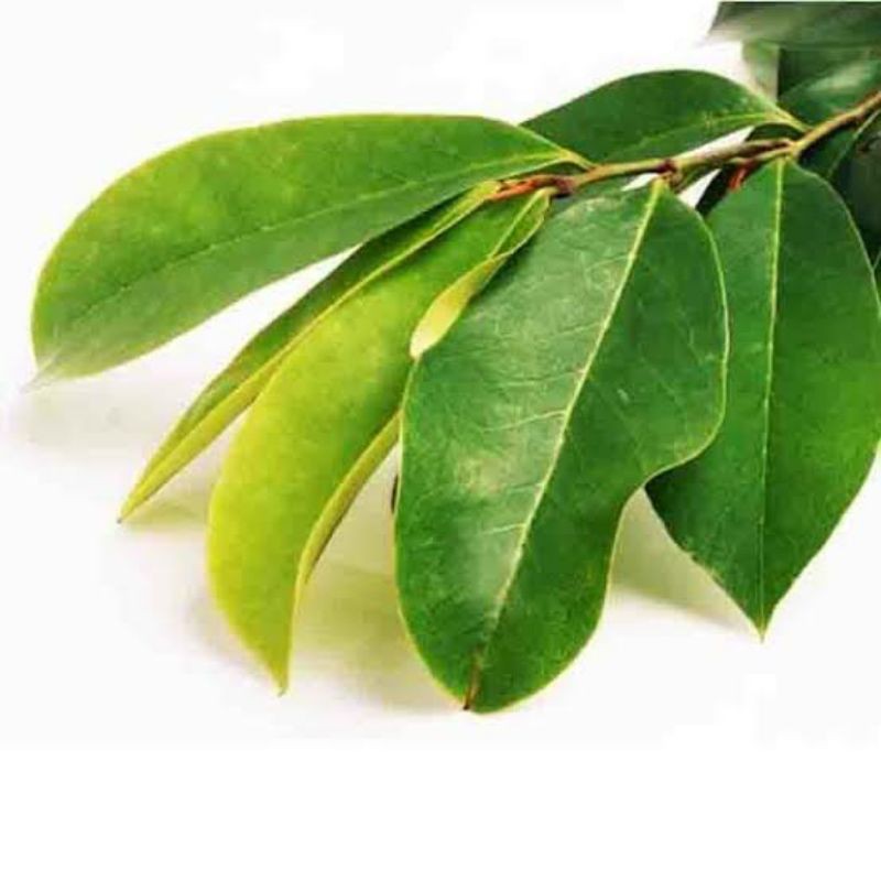

Daun sirsak segar herbal non pestisida