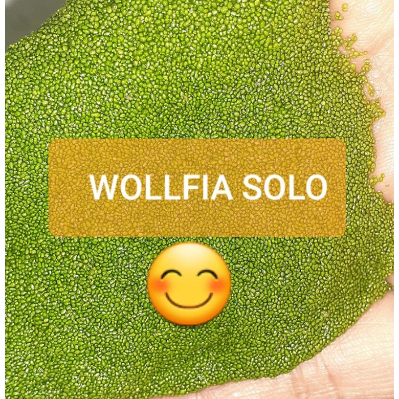 WOLFIA WOLLFIA PAKAN IKAN 250GRAM TERMURAH