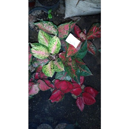 paket aglaonema