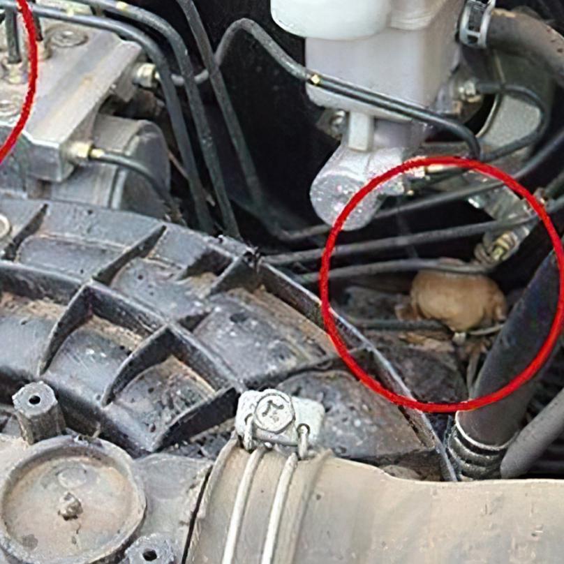 ♡ GOKS 250ML Spray Pengusir Tikus Di Mobil, Alat Pengusir Tikus Mesin Mobil Cab Mesin ✯