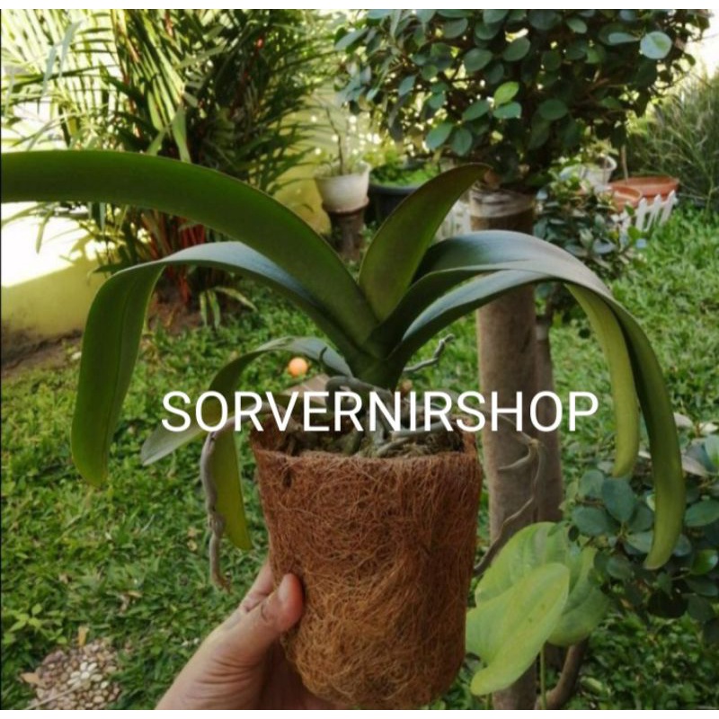 Pot semai bibit anggrek sedling keki anggrek