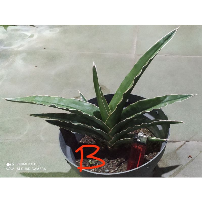 sansevieria ehrenbergii