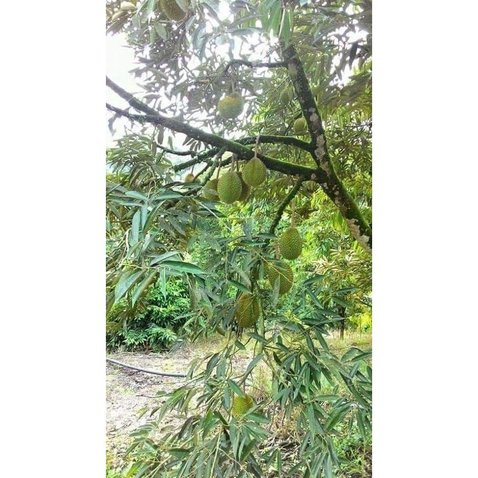 Idle Bibit Buah Durian Musang King Asli