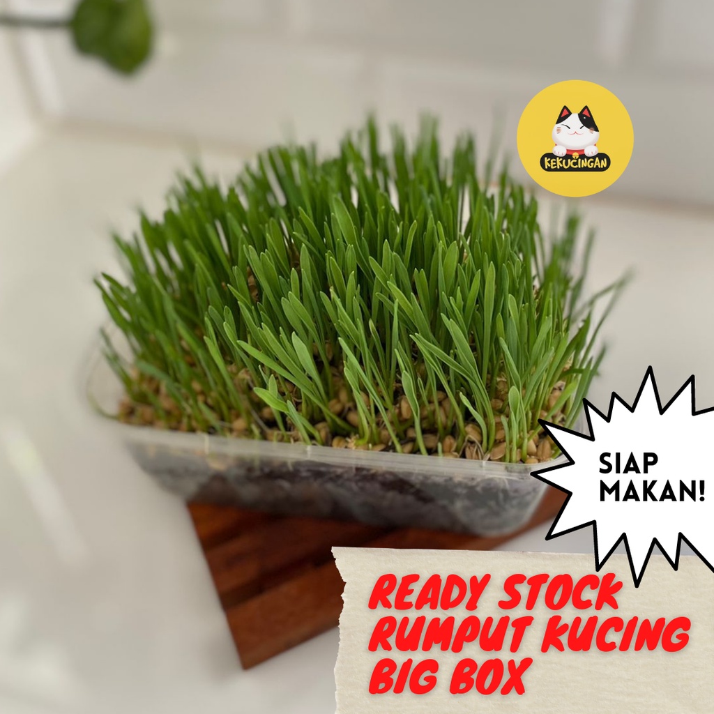 RUMPUT KUCING Wheatgrass Big Box SIAP MAKAN  Obat Hairball Kucing Anjing Rumput Gandum Kekucingan