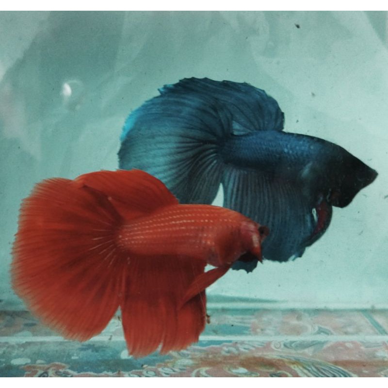 halfmoon super red hm sr