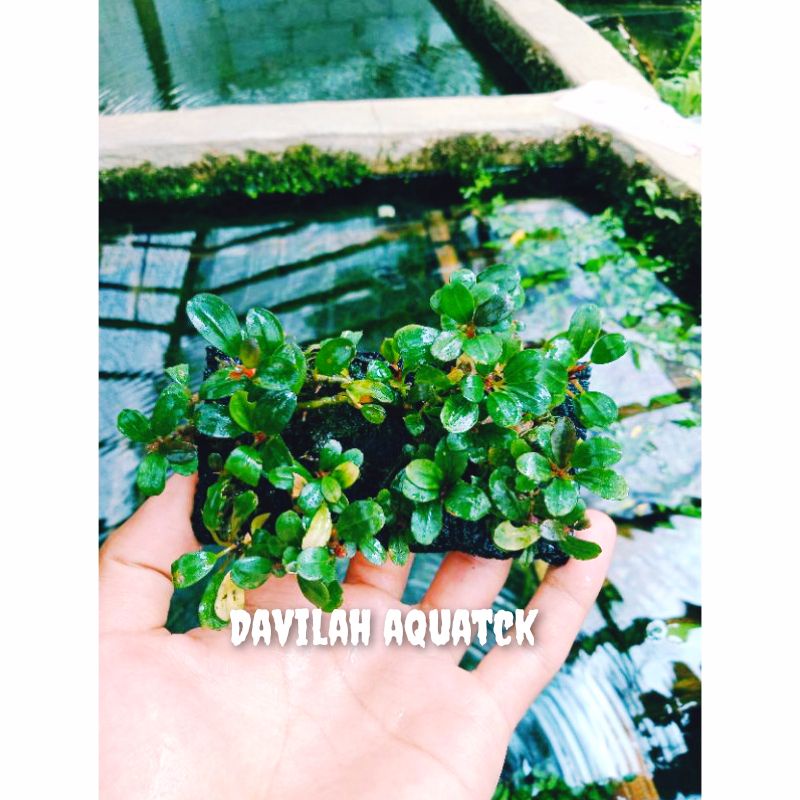 buce palandra mini coin /pakis lempeng